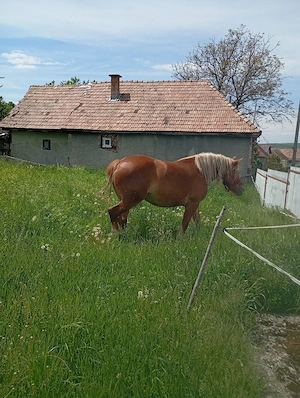 cai de vânzare 