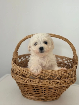 Bichon Maltez Fetita