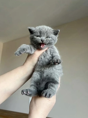 Fetița British blue