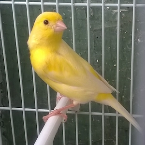 Canari Malinois Mascul 