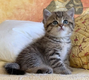 British Shorthair 