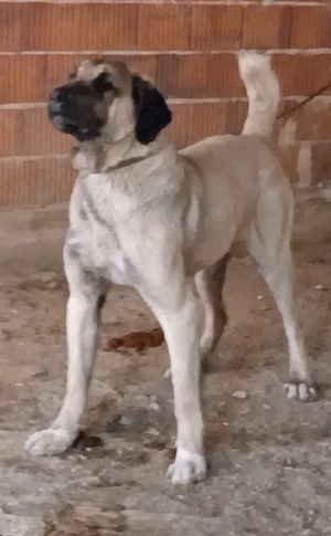 vând câine ciobănesc kangal  varsta 2 ani 