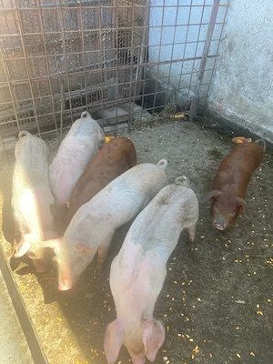 Purcei de Vanzare