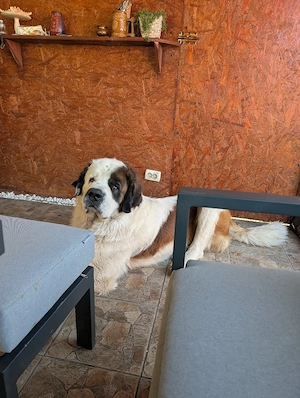 femela saint bernard  2 luni  - imagine 2