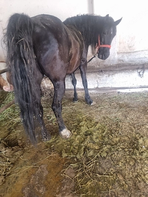 De vânzare o iapă grasă pentru mai multe detalii la tel   