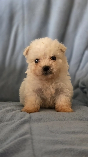 vand catei de rasa bichon maltez  - imagine 4