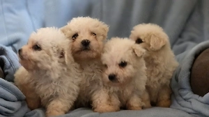 vand catei de rasa bichon maltez  - imagine 3