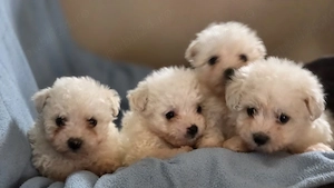 vand catei de rasa bichon maltez  - imagine 2