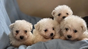 vand catei de rasa bichon maltez 
