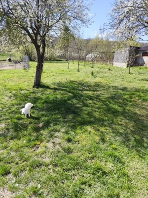 Casă renovată complet, 1800 mp teren, zonă liniștită în Cornița - imagine 11