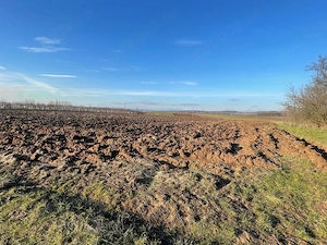 Teren extravilan 10.000 mp   1 euro mp   Filiași,(loc Fratostita )Dolj - imagine 4
