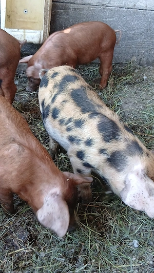 Vind purcei duroc de 2 lunii 450 bucata - imagine 4