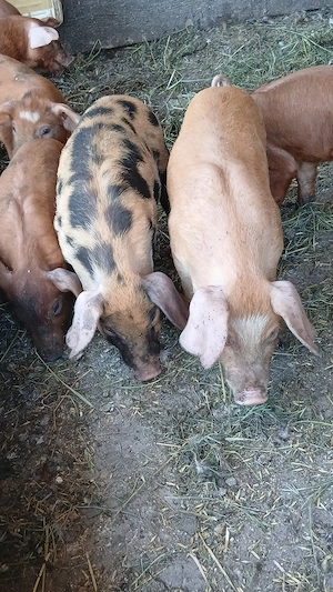 Vind purcei duroc de 2 lunii 450 bucata