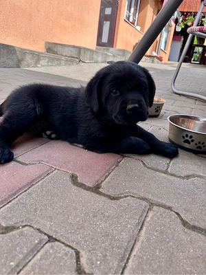 Labrador Retriver