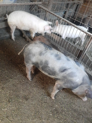 Porci de vanzare 