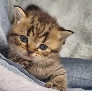 British Shorthair Brow - imagine 3