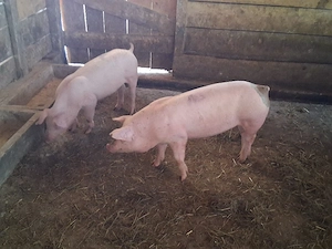 vând 2 soldani de carne  40-45  kg (mascul castraţi)
