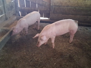 vând 2 soldani de carne  40-45  kg (mascul castraţi) - imagine 2
