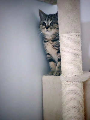 Pui british shorthair 
