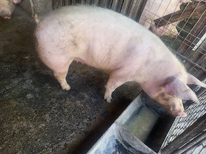 vand porc,,purcica de prasila scroafa - imagine 3
