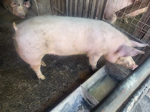 vand porc,,purcica de prasila scroafa
