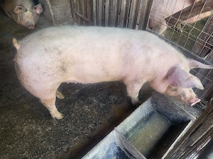 vand porc,,purcica de prasila scroafa - imagine 2