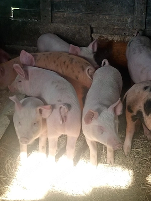 porc.      