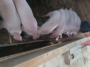 Vând purcei 6 săptămâni 