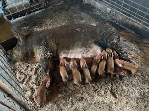 scroafa duroc cu 10 purcei