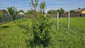 DUMBRAVA - 1219 mp Teren ideal casă – asfalt, utilități - imagine 9