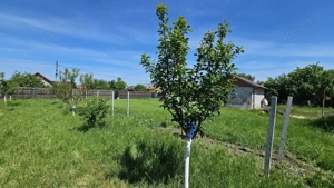 DUMBRAVA - 1219 mp Teren ideal casă – asfalt, utilități - imagine 5