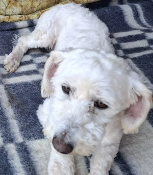 Bichon mascul - imagine 4