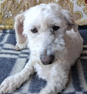 Bichon mascul - imagine 3