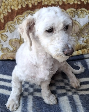 Bichon mascul - imagine 5