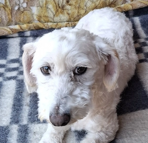Bichon mascul - imagine 2