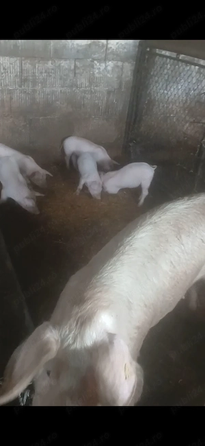 Vand purcei detalii la telefon    județul Bistrița-Năsăud sieu odorhei 