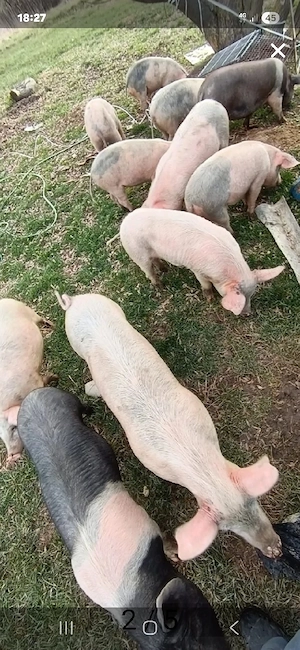 vând purcei și porci