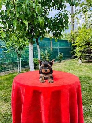Yorkshire terrier pedigree A