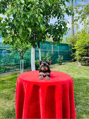 Yorkshire terrier pedigree A - imagine 4