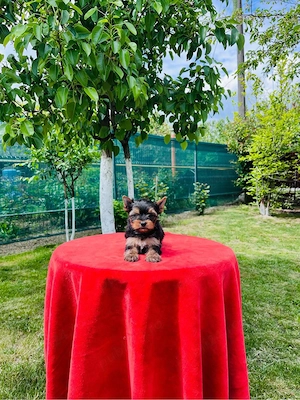 Yorkshire terrier pedigree A - imagine 3