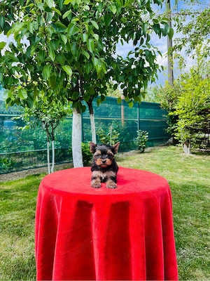 Yorkshire terrier pedigree A - imagine 5