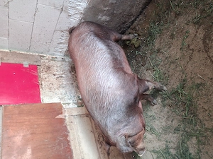 Vand scroafa duroc