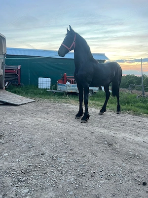 Manz Friesian  Frizian