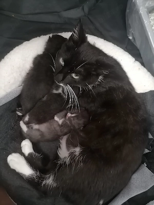 urgent adoptie pisica - imagine 2