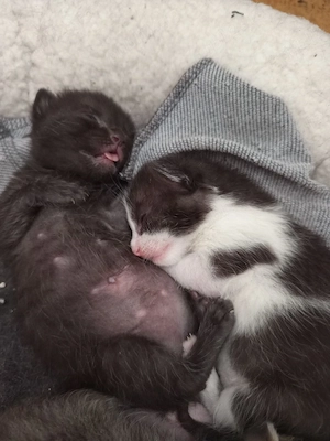 urgent adoptie pisica - imagine 3