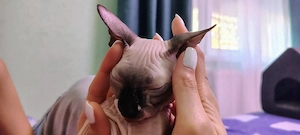 sphynx sfinx motănel 4 luni - imagine 2
