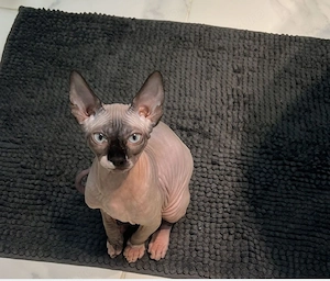 sphynx sfinx motănel 4 luni - imagine 3