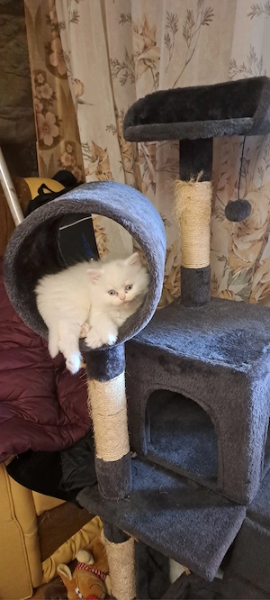 british shorthair si longhair