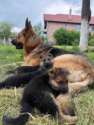 Pui ciobanesc german rasa pura