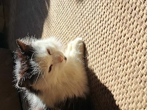 Pisicuță pentru adopție - imagine 3